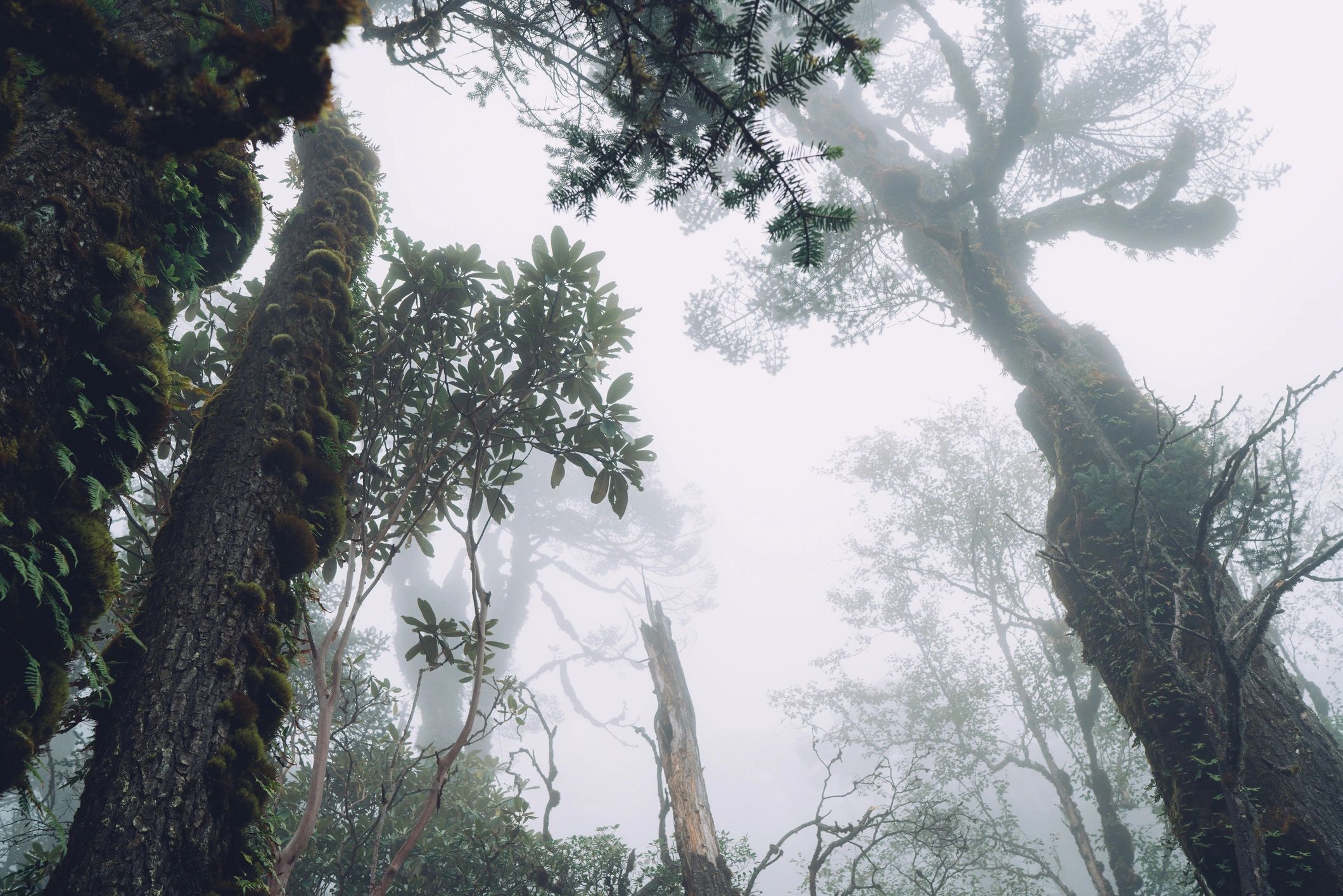 Misty jungle forest image used as a decorative supporting visual on the Privacy Policy page.